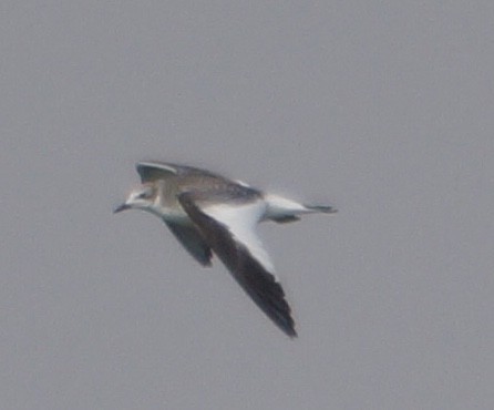 Sabine's Gull - ML69082381