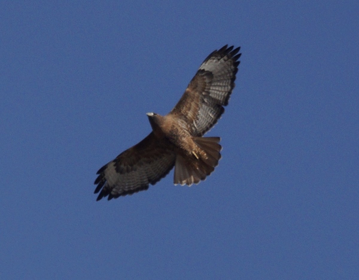 Red-tailed Hawk - ML69082491
