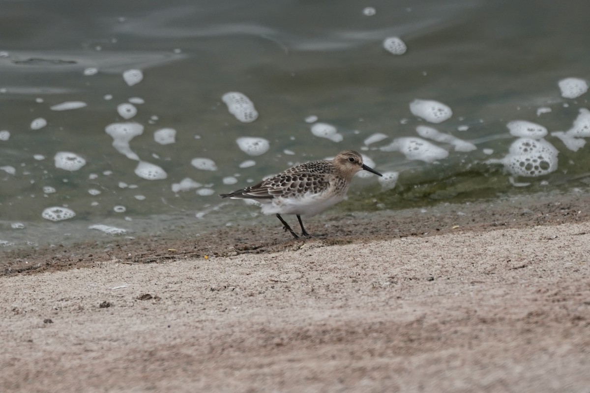 Baird's Sandpiper - George Ho