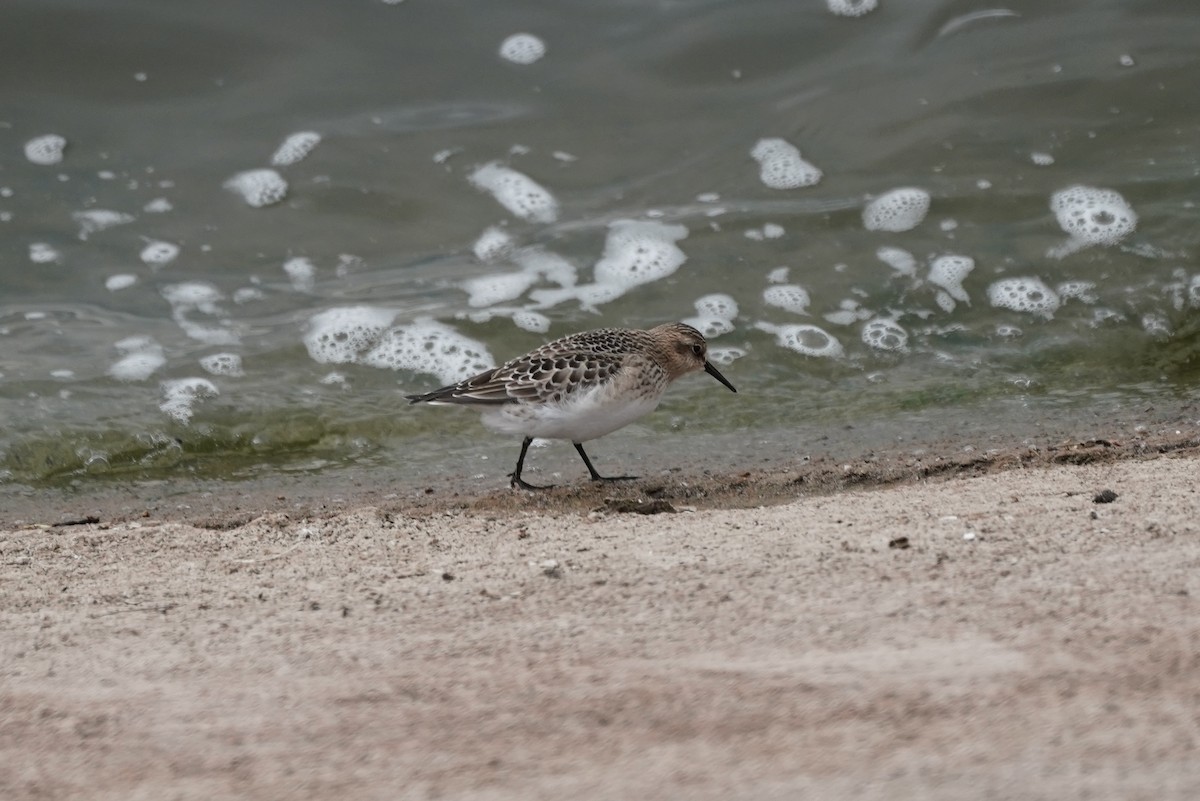 Baird's Sandpiper - George Ho