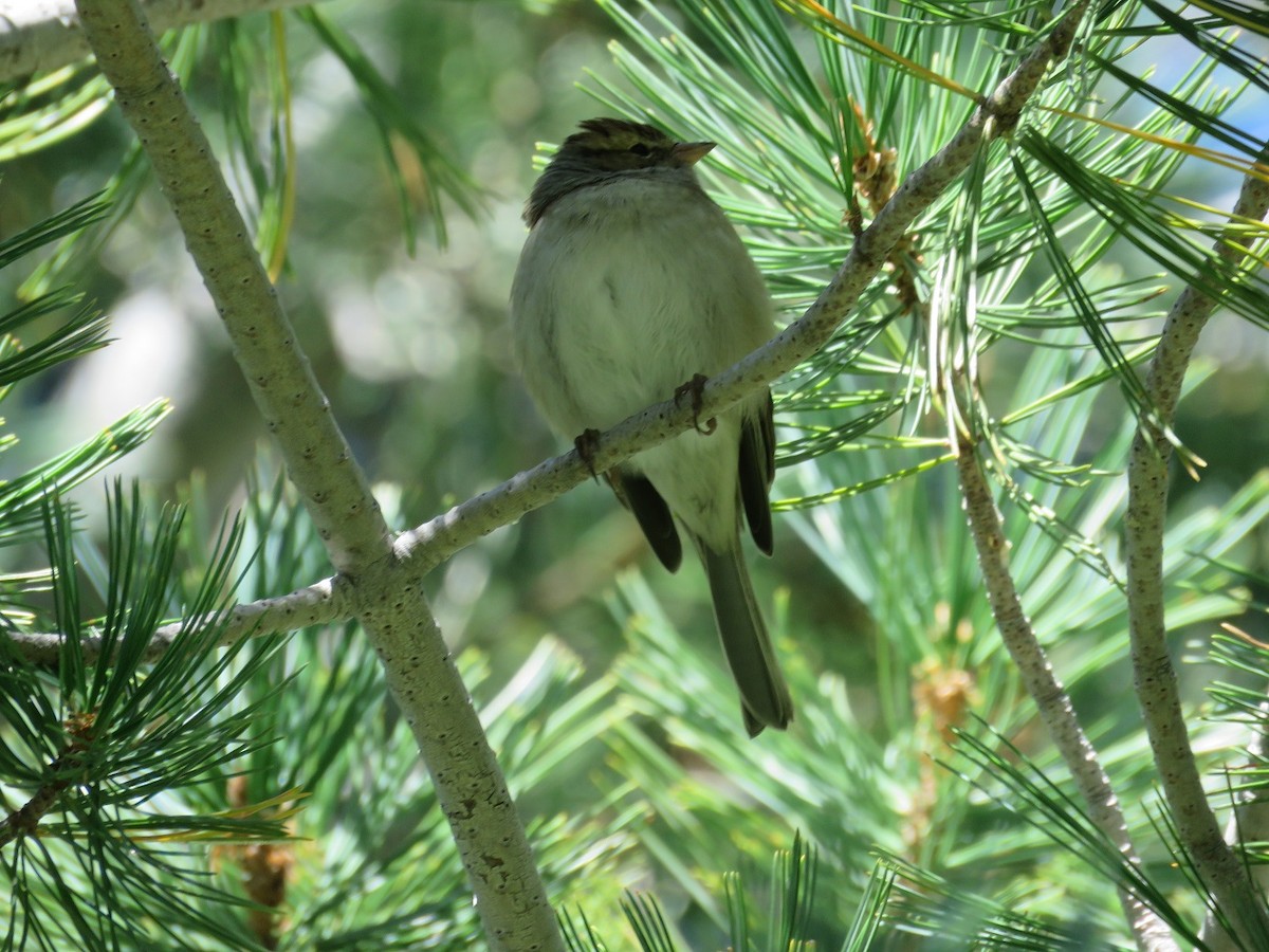 Chipping Sparrow - Anne (Webster) Leight