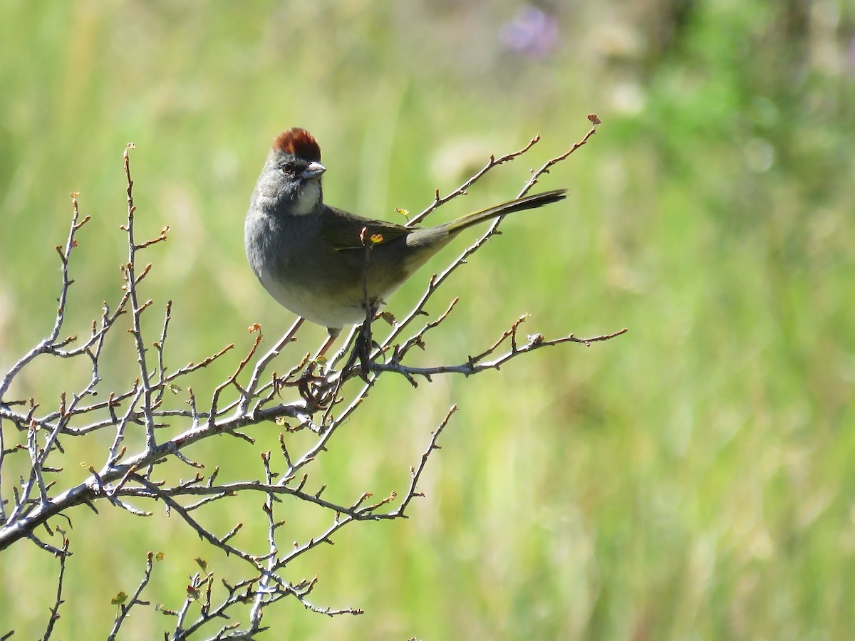 Green-tailed Towhee - ML69083841