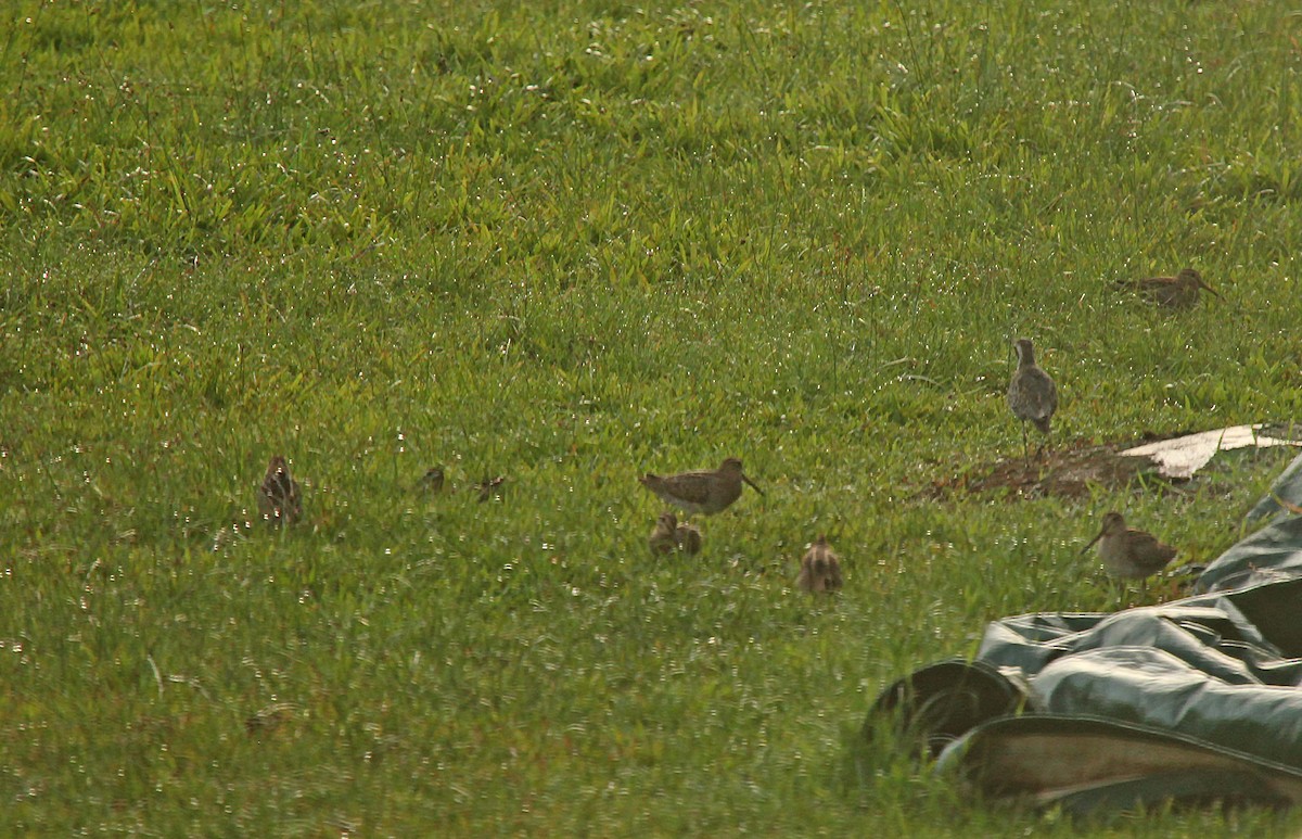 Swinhoe's Snipe - ML69083851