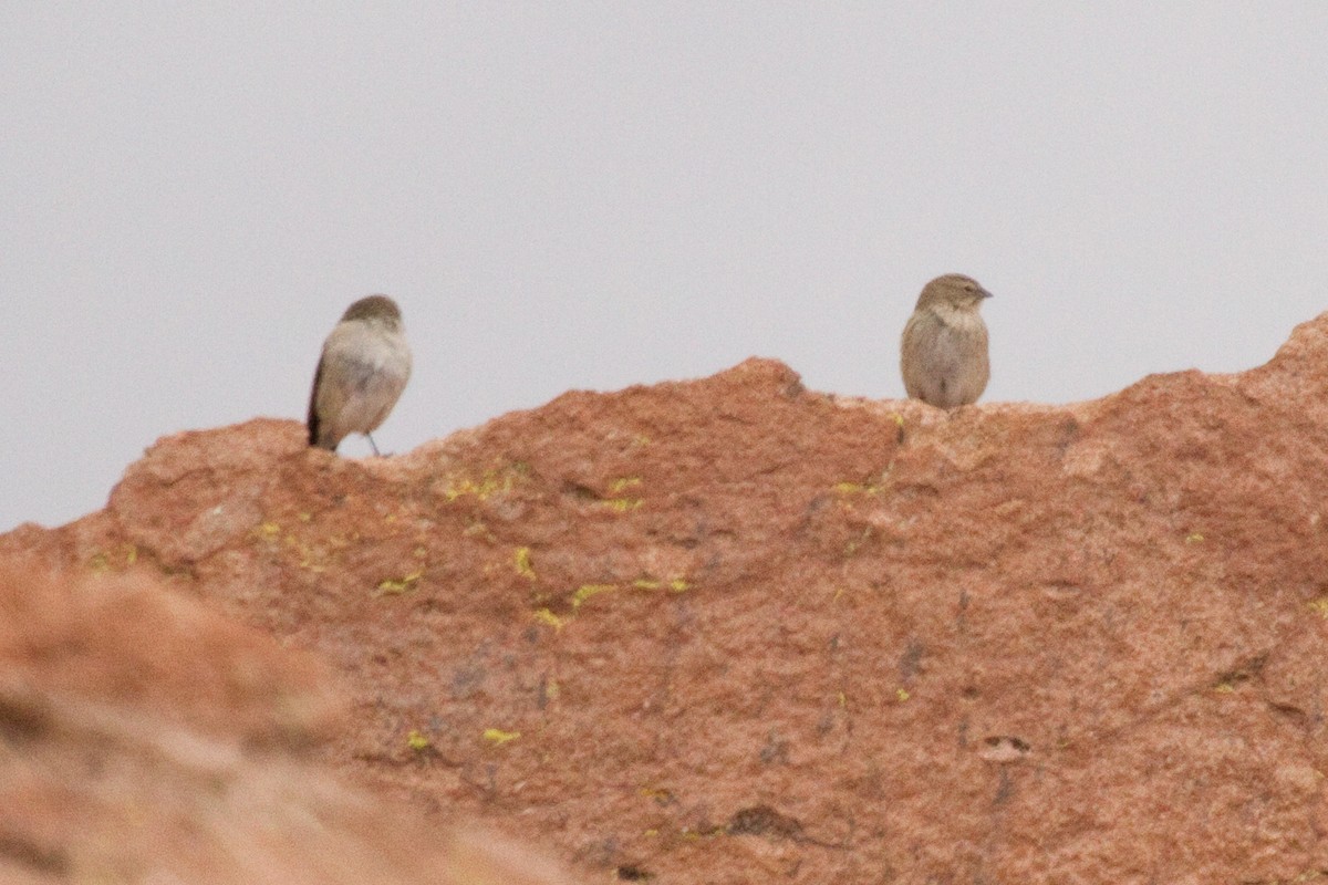 Greenish Yellow-Finch - ML69084031