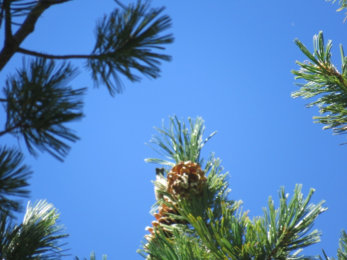 Bec-croisé des sapins - ML69084171