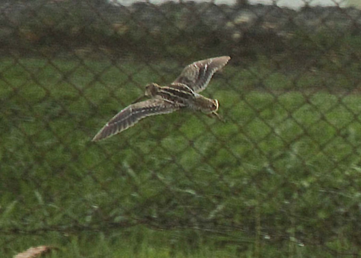 Swinhoe's Snipe - ML69084771