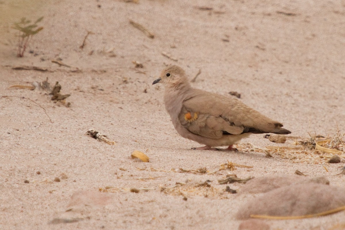 Golden-spotted Ground Dove - ML69085421