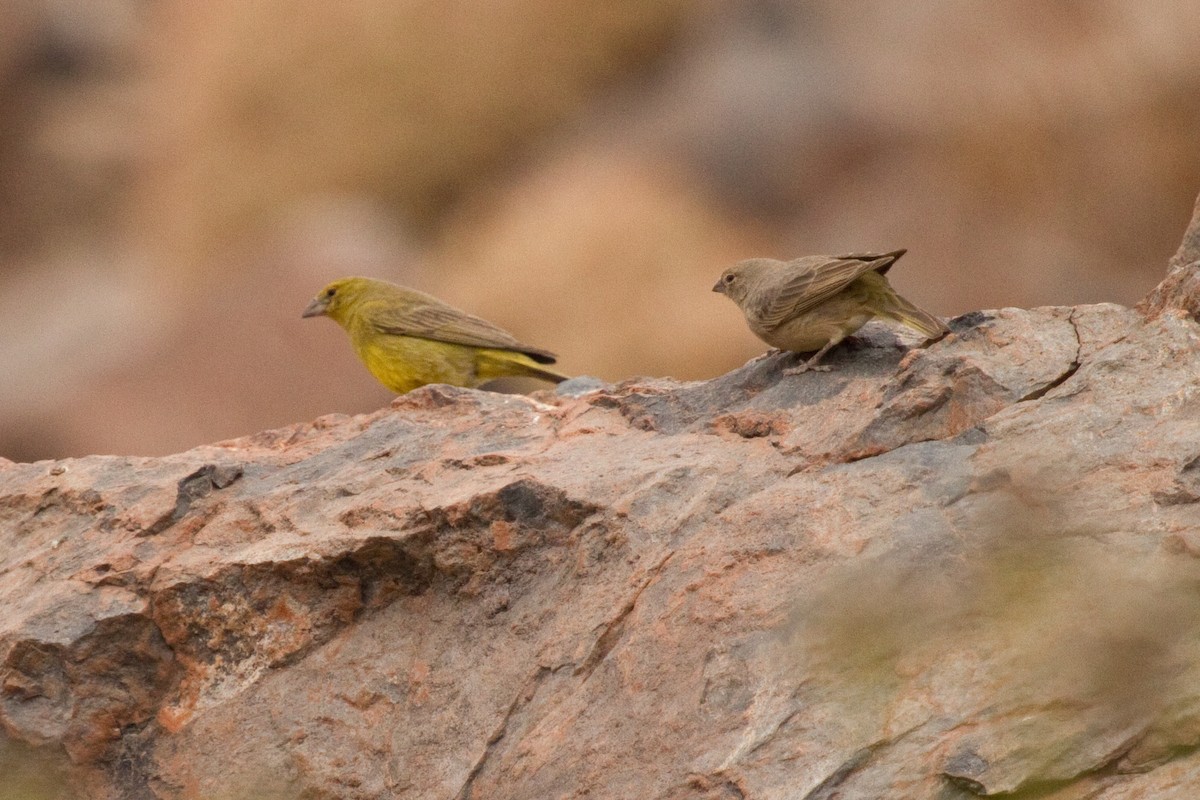 Greenish Yellow-Finch - ML69085501