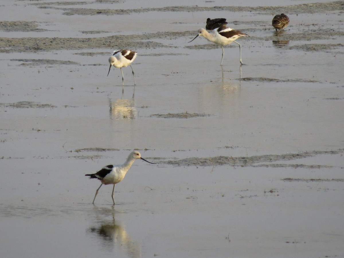 Avocette d'Amérique - ML69085561