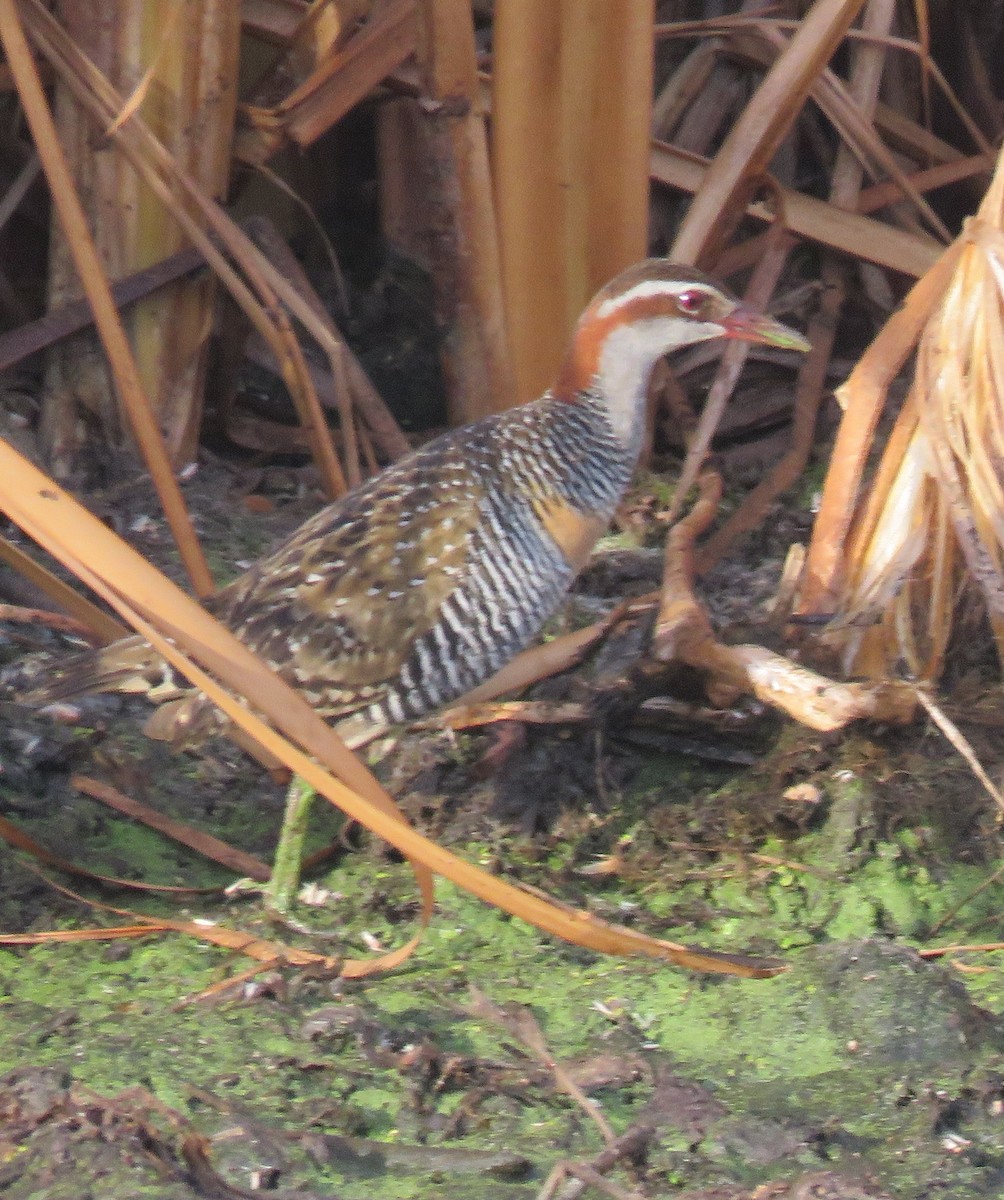 Buff-banded Rail - ML69085581