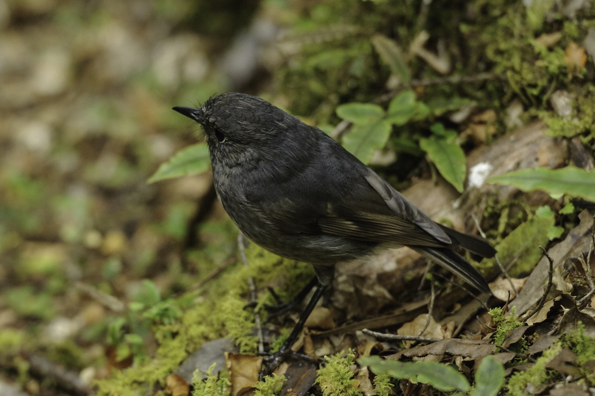 South Island Robin - ML69087291