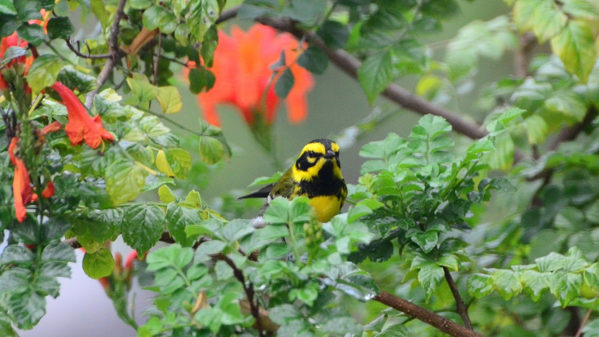 Townsend's Warbler - ML69087441