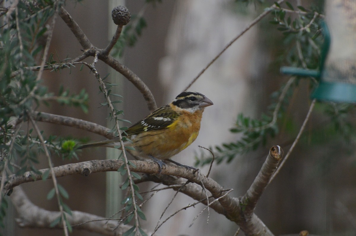 Black-headed Grosbeak - ML69087501