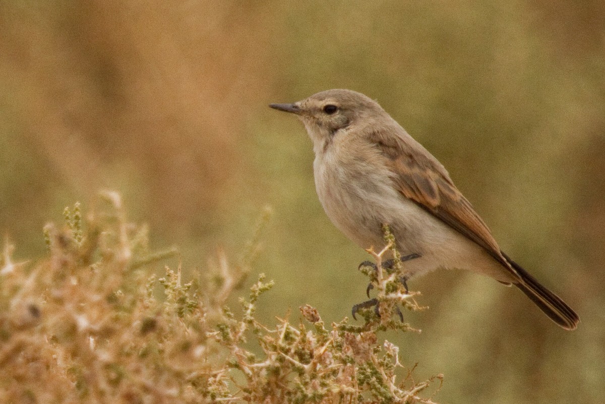 Spot-billed Ground-Tyrant - ML69087511