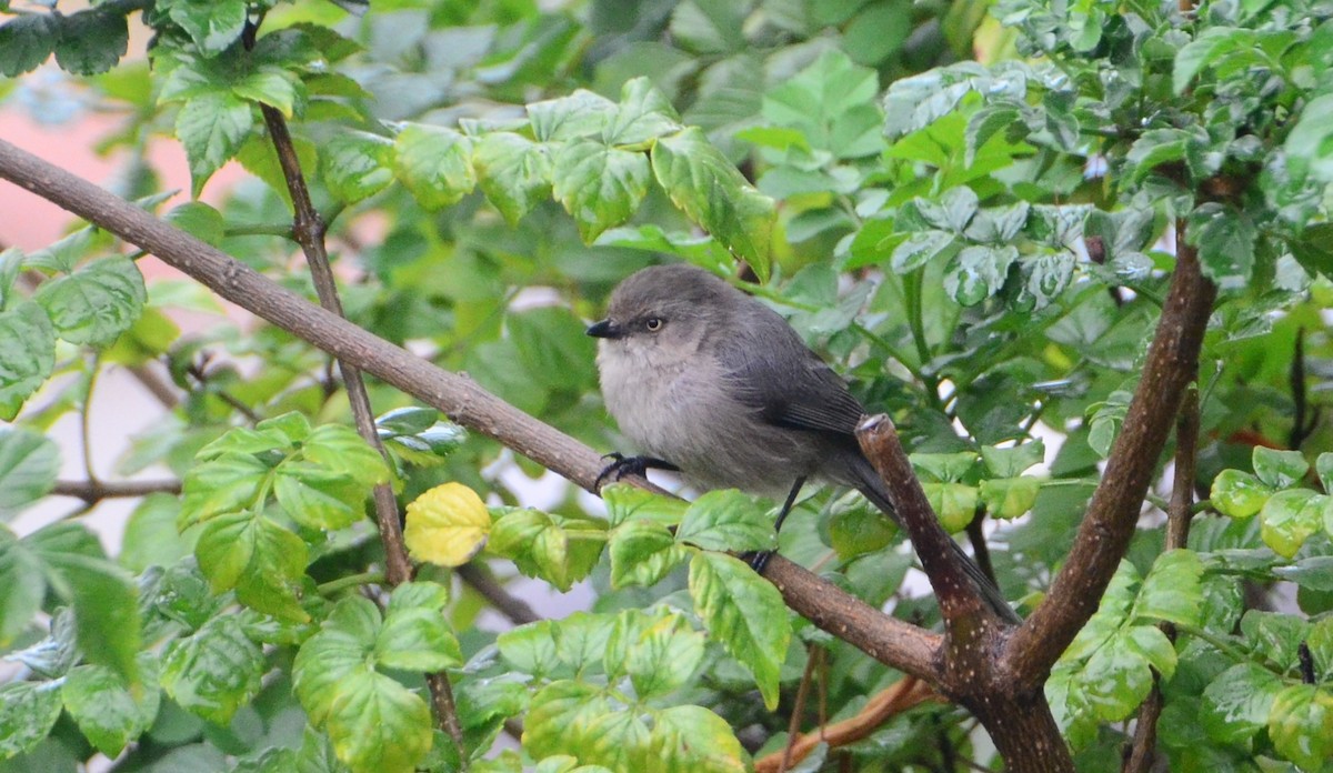 Bushtit - ML69087561