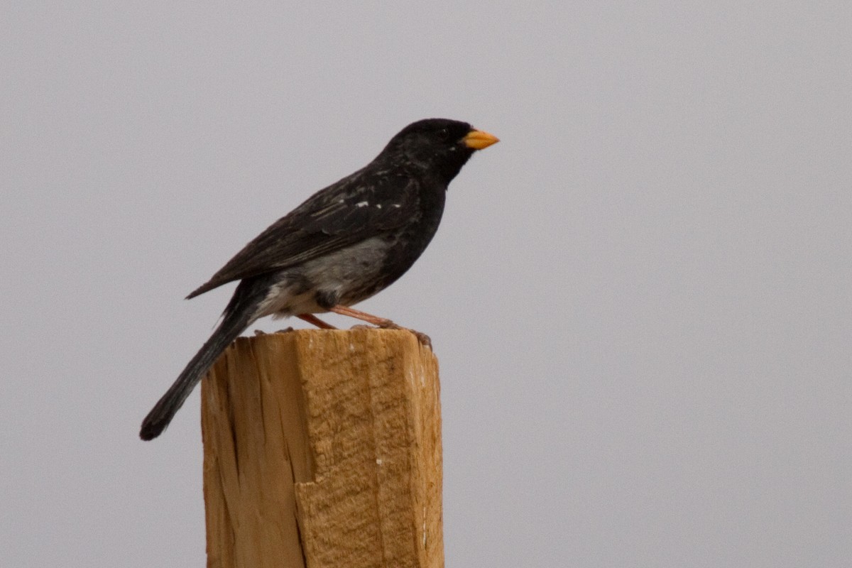 Mourning Sierra Finch - ML69087851