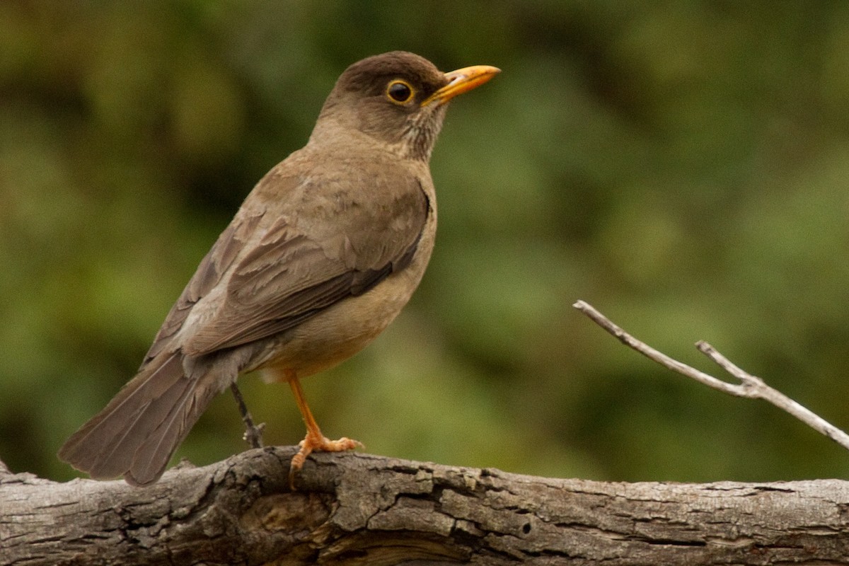 Austral Thrush - ML69092221