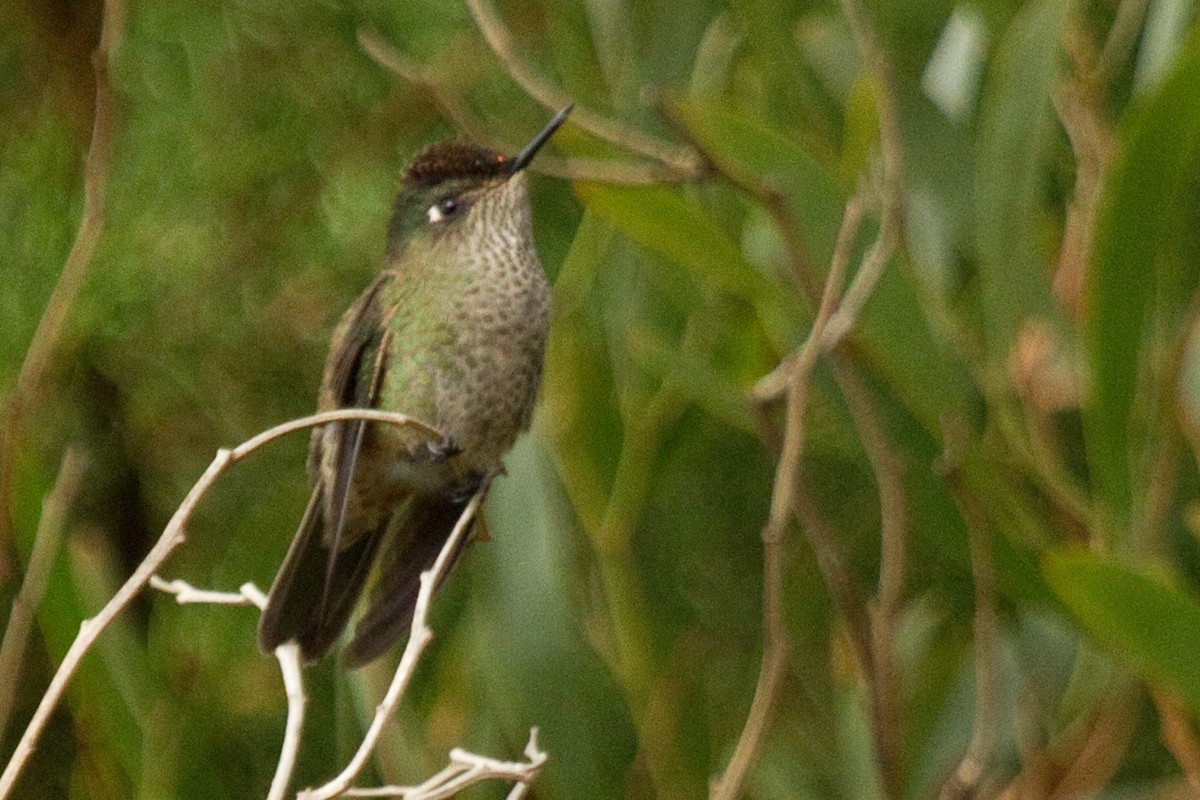 Green-backed Firecrown - ML69092281