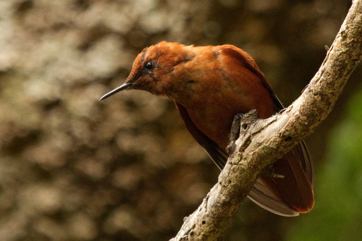 kolibřík fernandezský - ML69092501