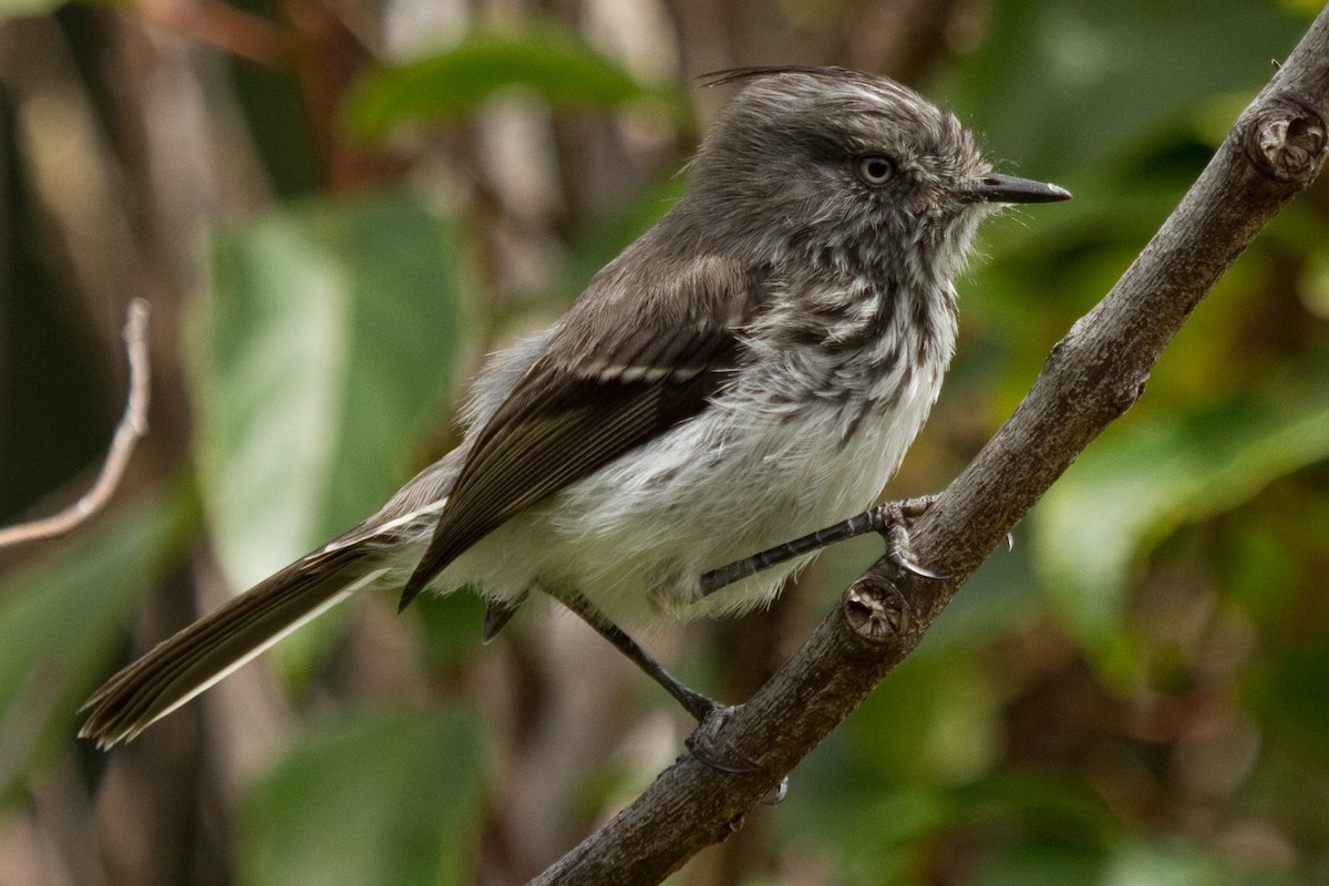 Juan Fernandez Tit-Tyrant - David Robichaud