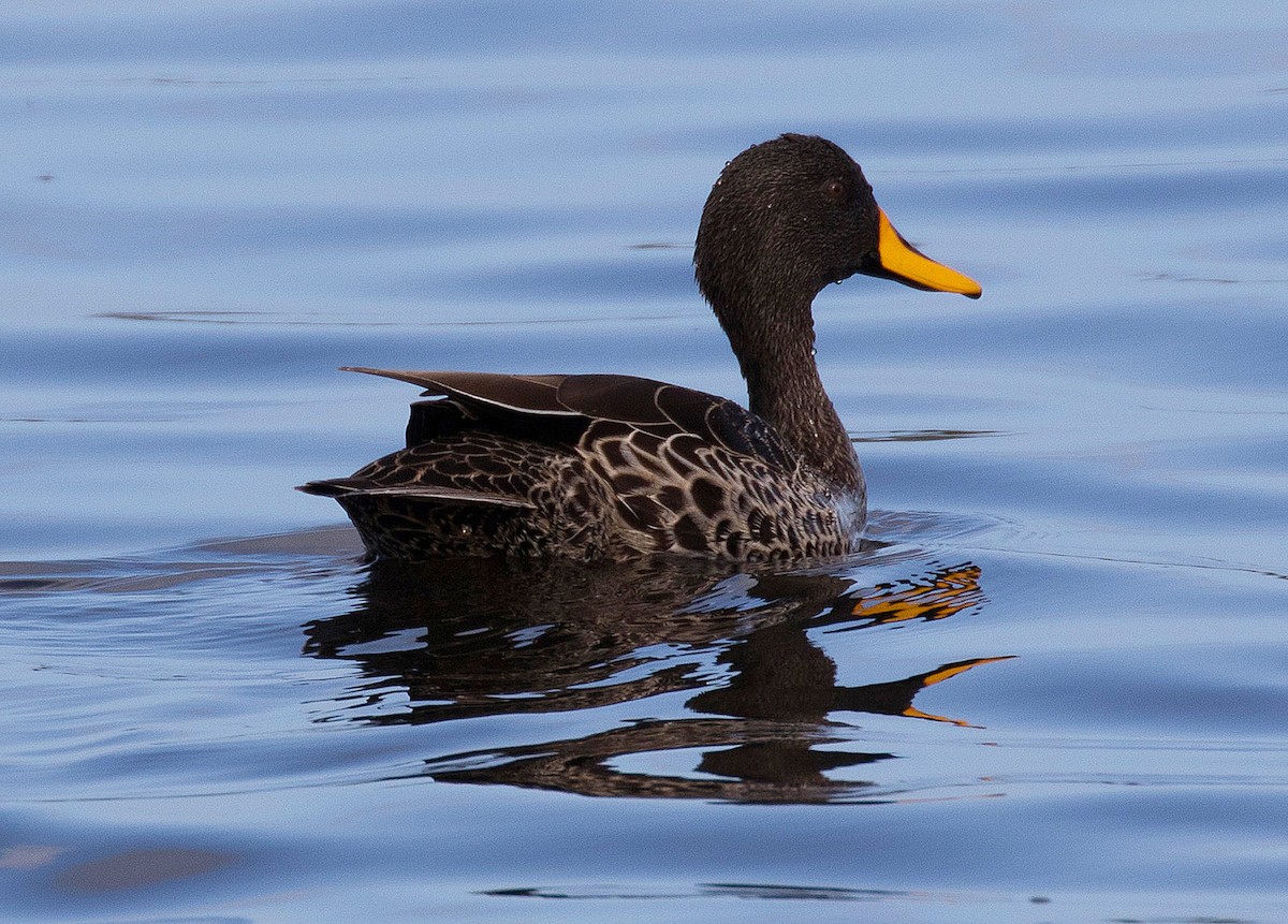 Yellow-billed Duck - ML69094551