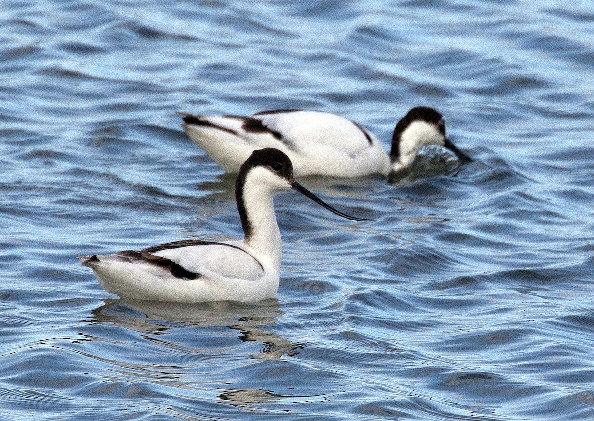 Pied Avocet - ML69094561