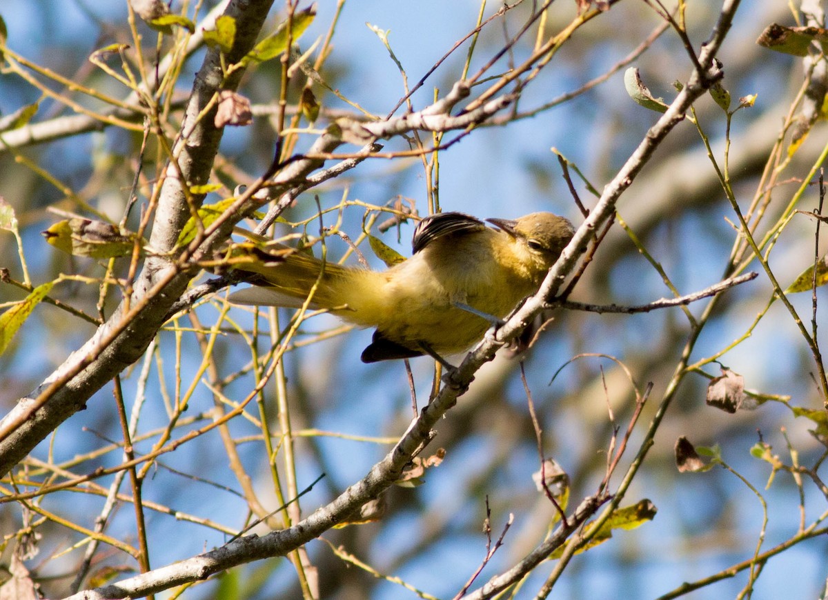 Hooded Oriole (nelsoni Group) - ML69094611