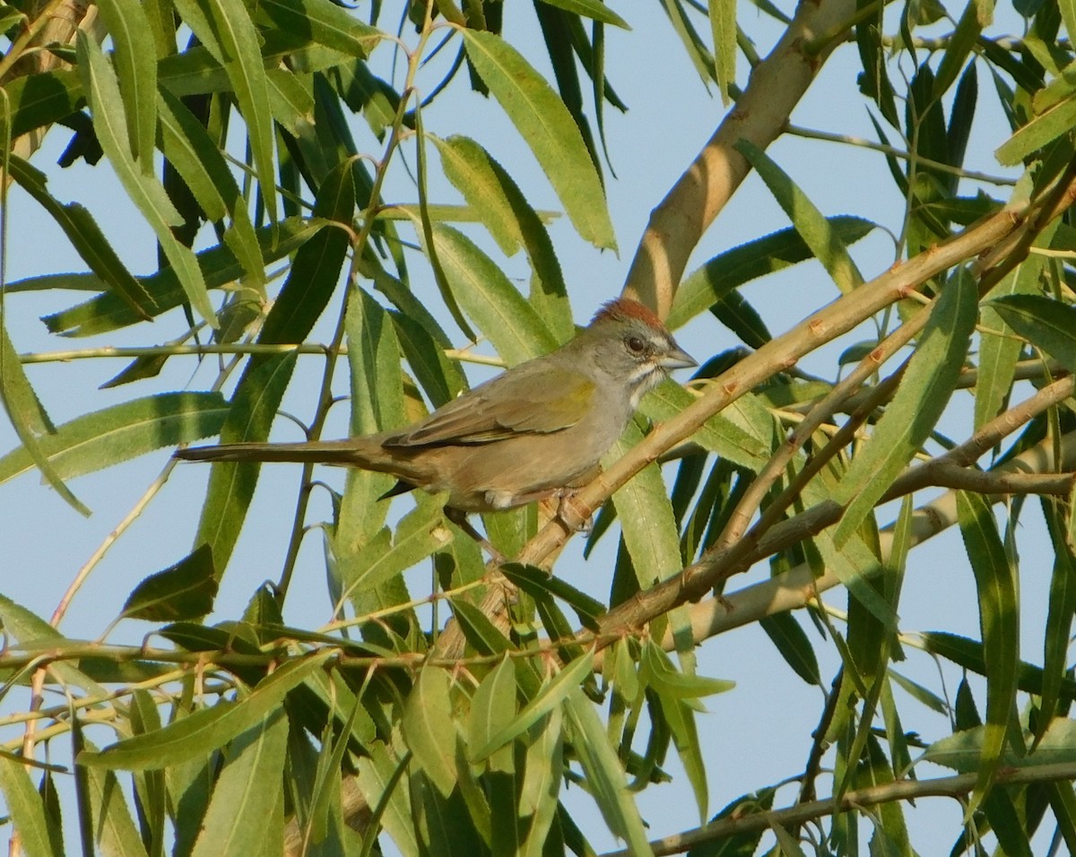 Green-tailed Towhee - ML69094721
