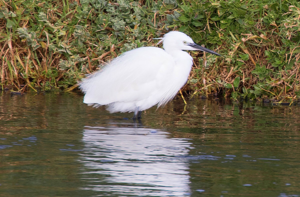 Little Egret - ML69094821