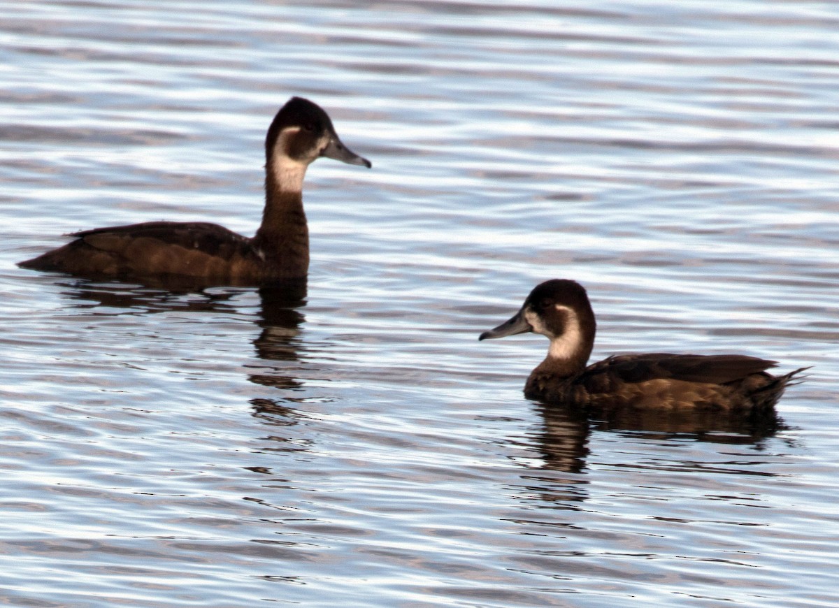 Southern Pochard - ML69094891