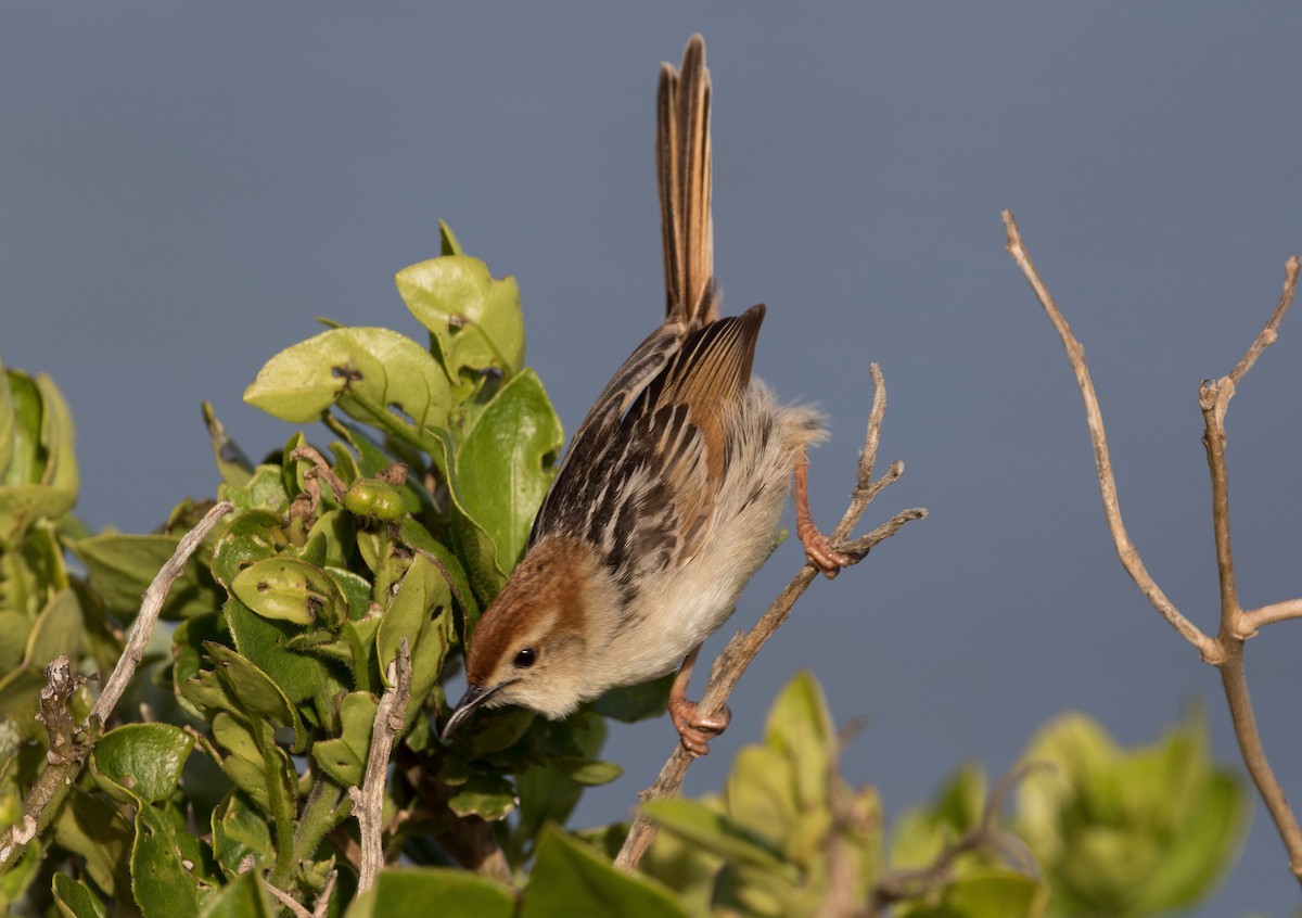 Levaillant's Cisticola - ML69094981