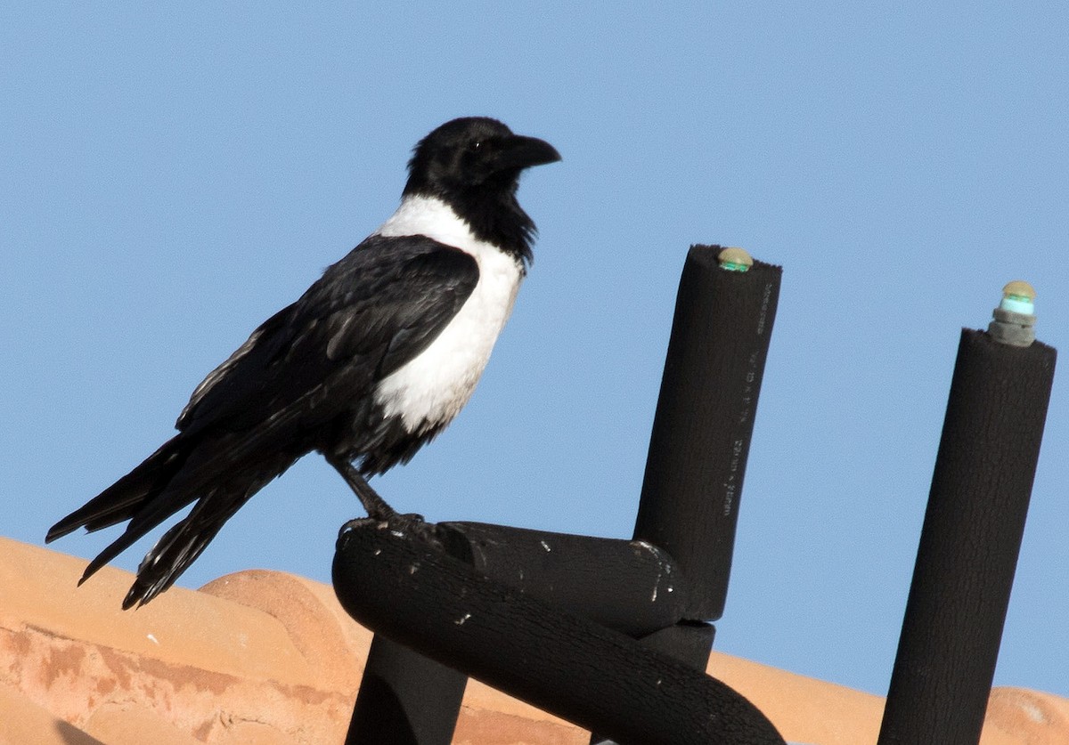 Pied Crow - ML69095231