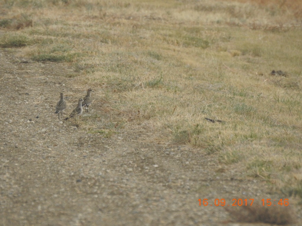 Black-bellied Plover - ML69095361