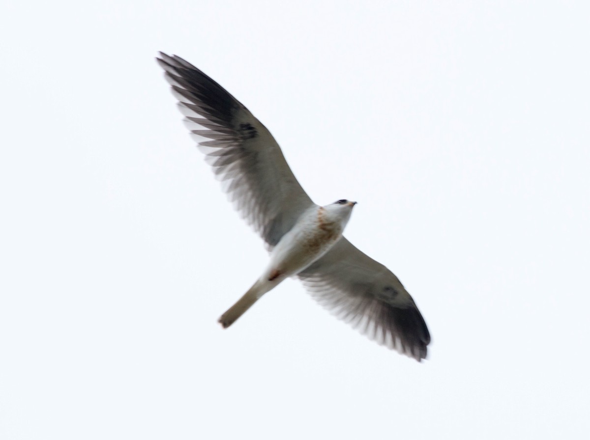 White-tailed Kite - Paul Fenwick