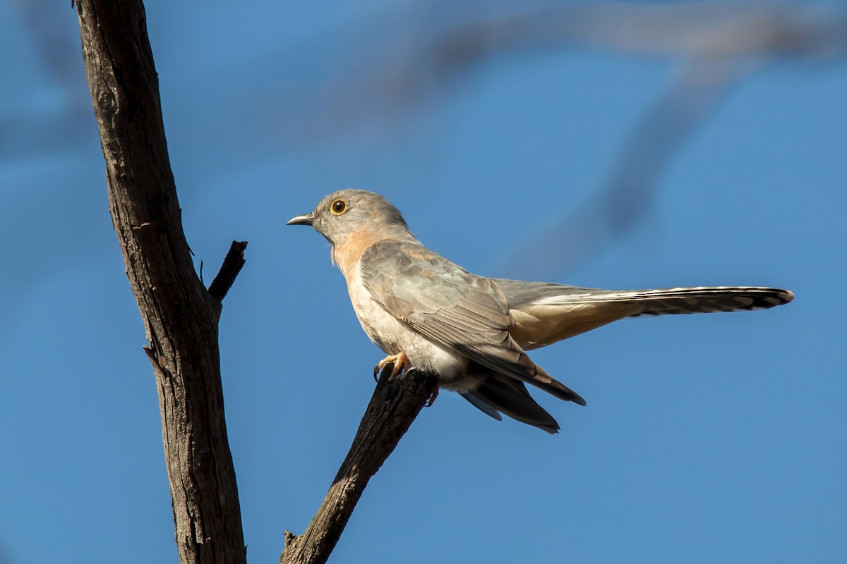 Fan-tailed Cuckoo - ML69097891