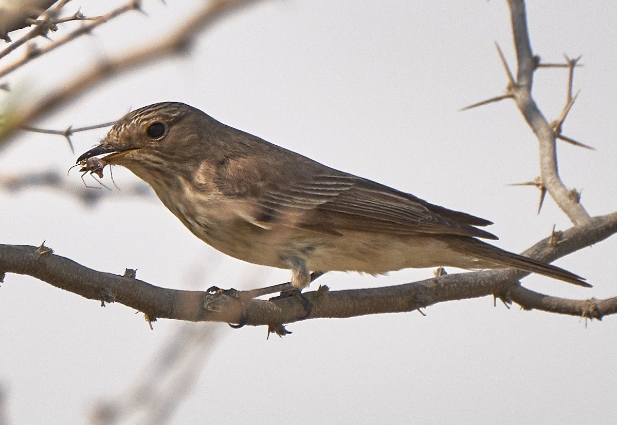 Spotted Flycatcher - ML69098881