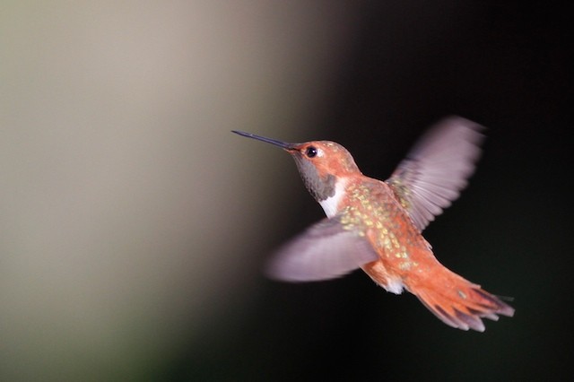 Rufous Hummingbird - ML69098951