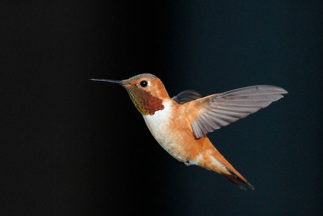 Rufous Hummingbird - ML69098971