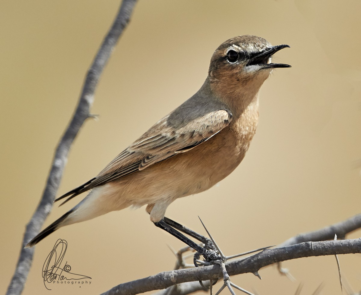 Isabelline Wheatear - ML69099121