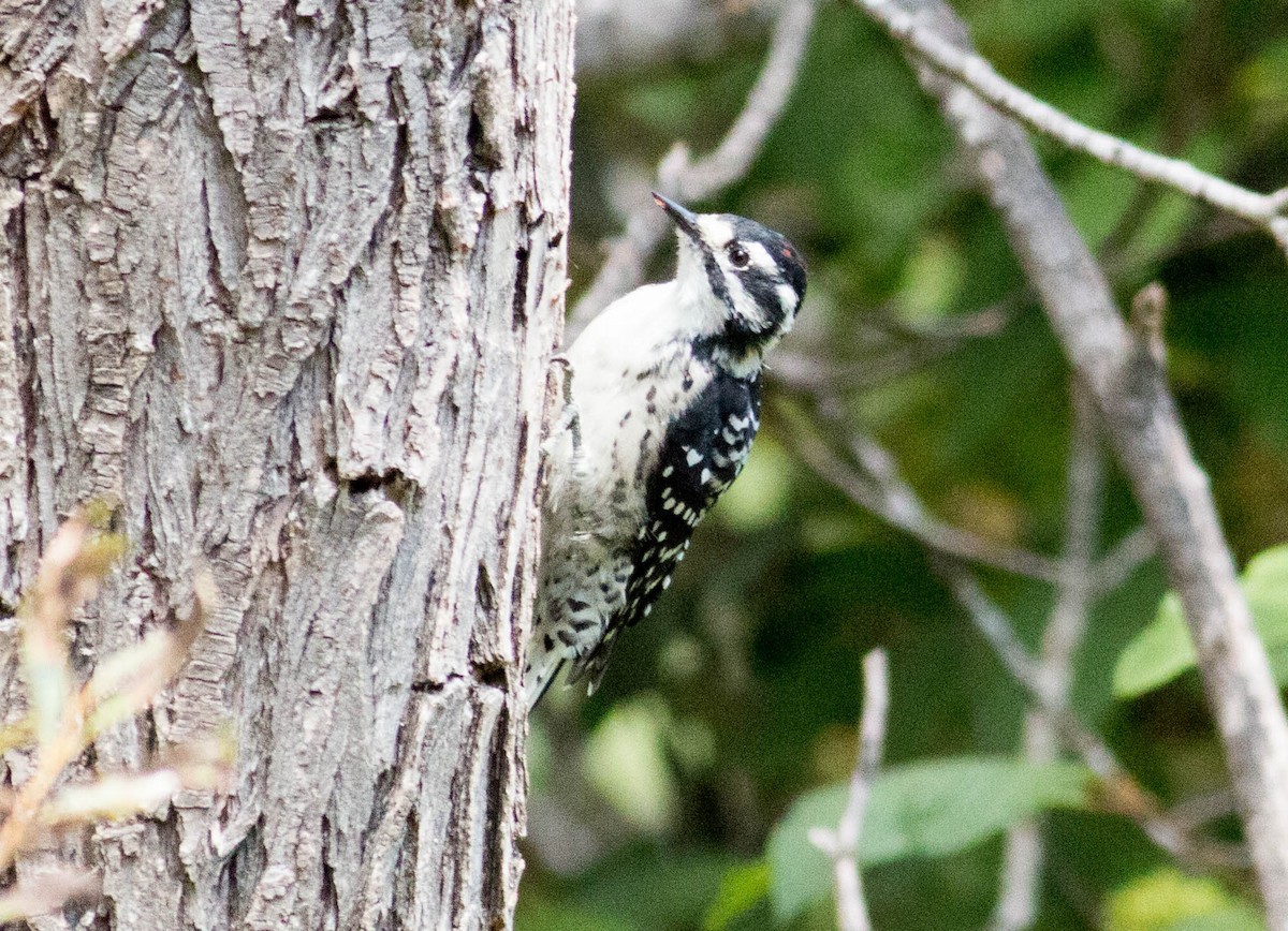 Nuttall's Woodpecker - Paul Fenwick