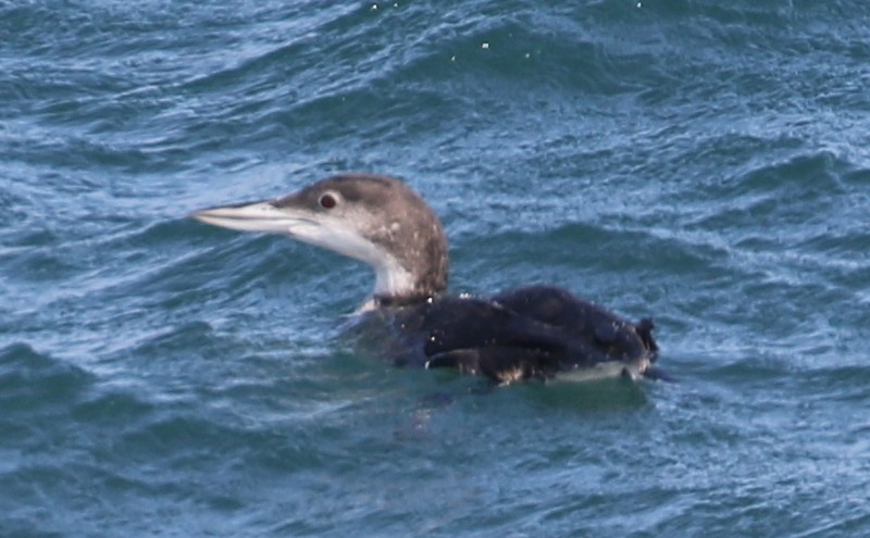 Common Loon - ML69100011