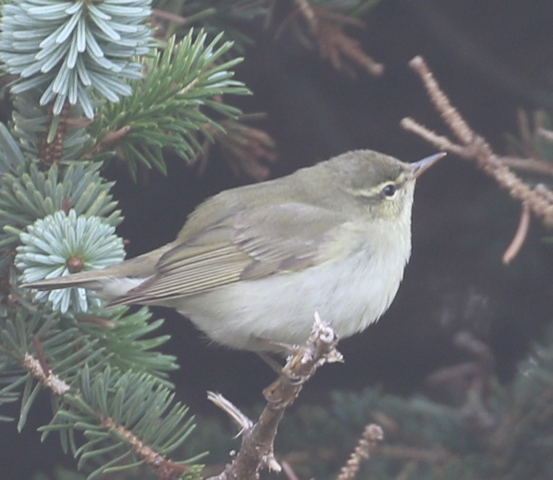 Kamchatka Leaf Warbler - Franklin Haas