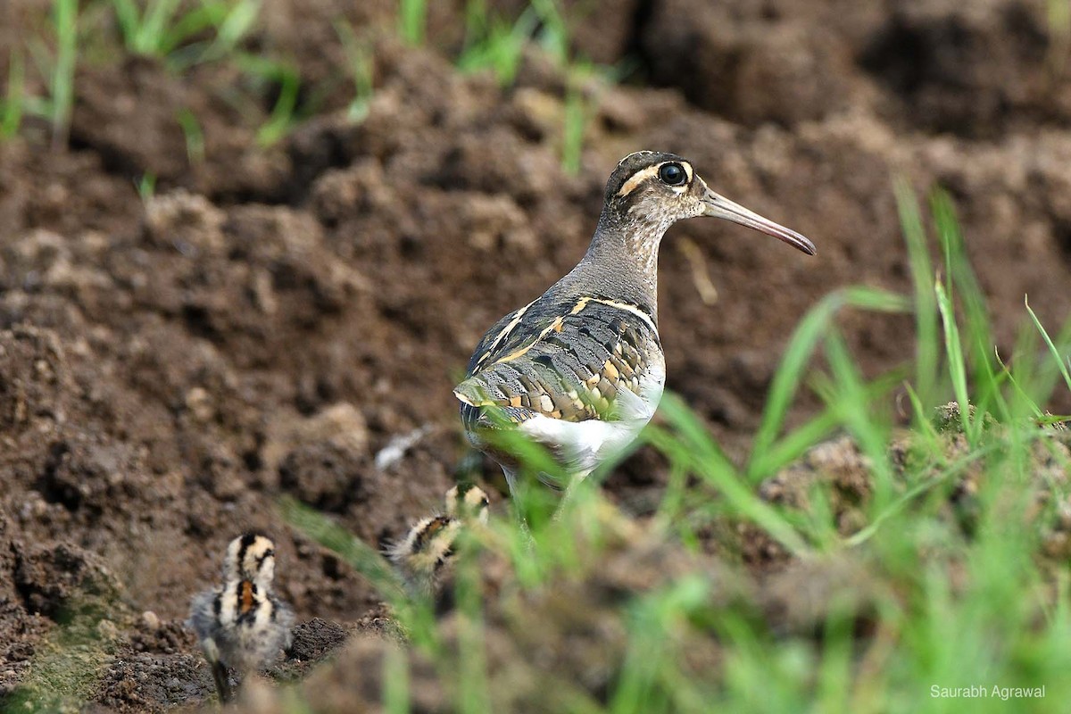 Greater Painted-Snipe - ML69100431