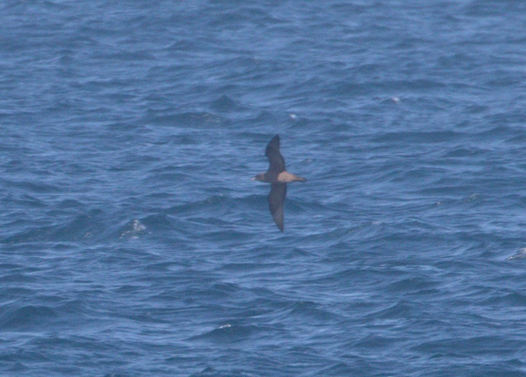 Puffin à pieds pâles - ML69100511