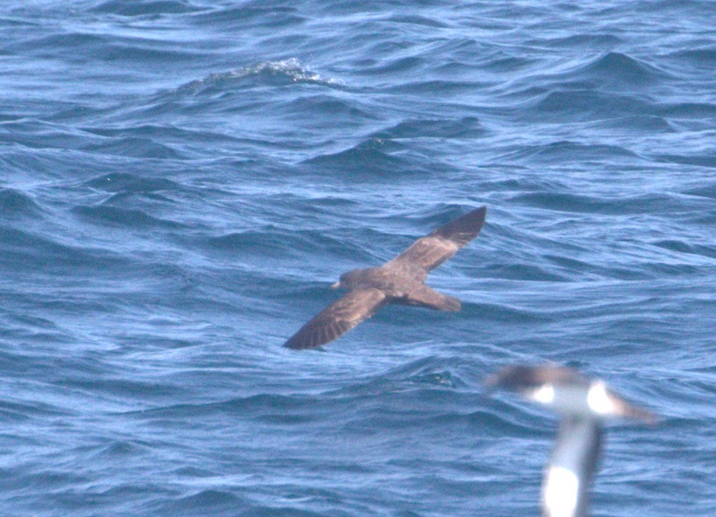 Flesh-footed Shearwater - Joel Barrett