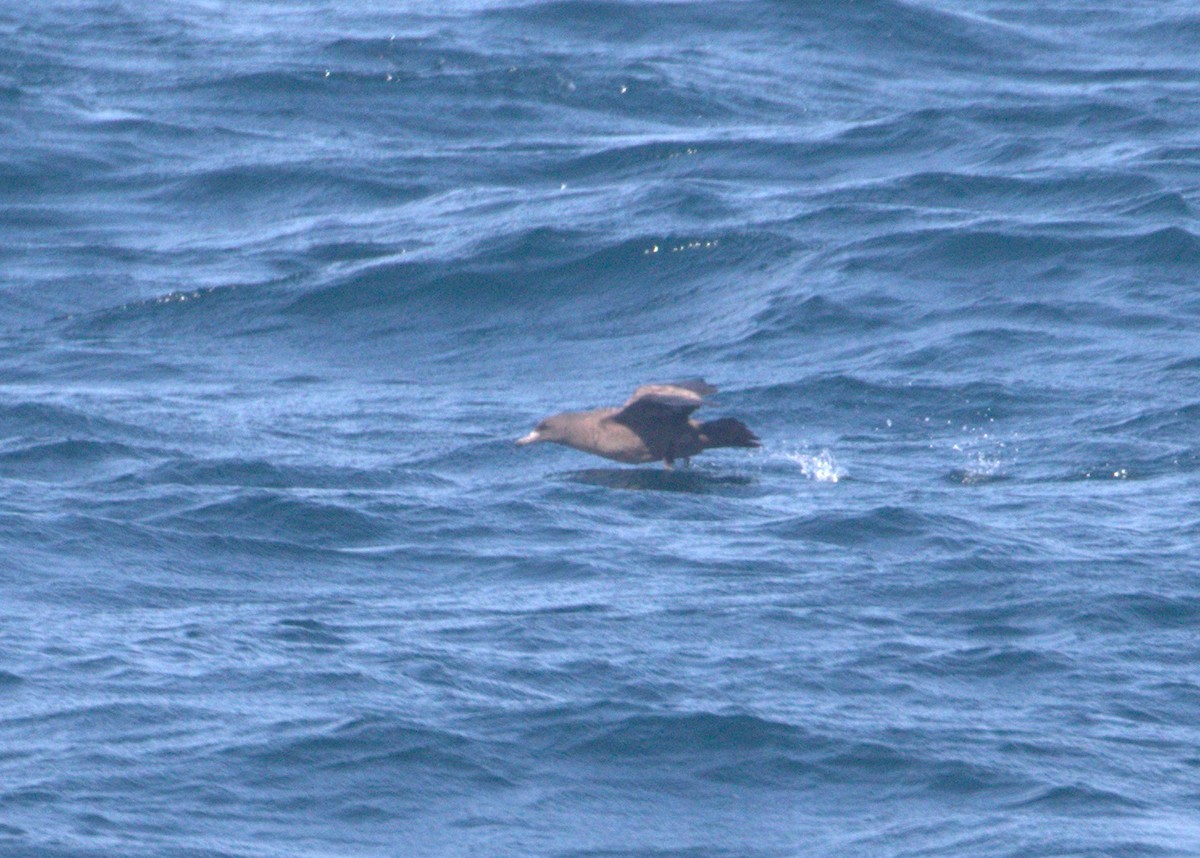 Puffin à pieds pâles - ML69100541