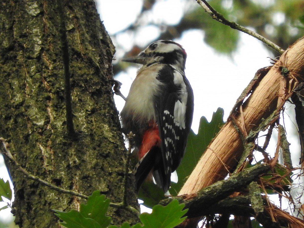 Great Spotted Woodpecker - ML69100811