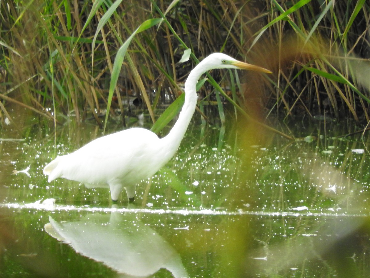 Great Egret - ML69100851