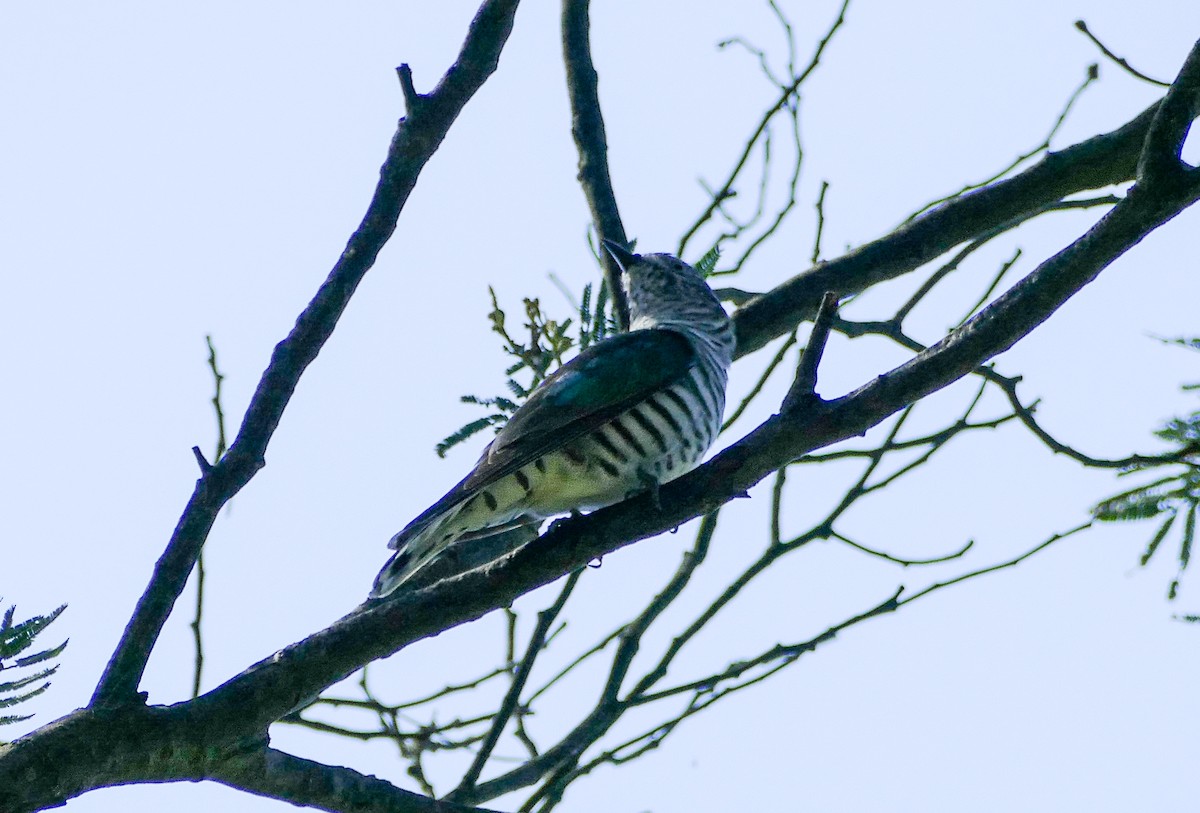 Shining Bronze-Cuckoo - Bruce Wedderburn