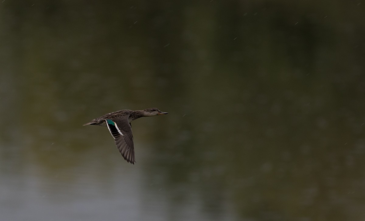 Green-winged Teal - ML69102381